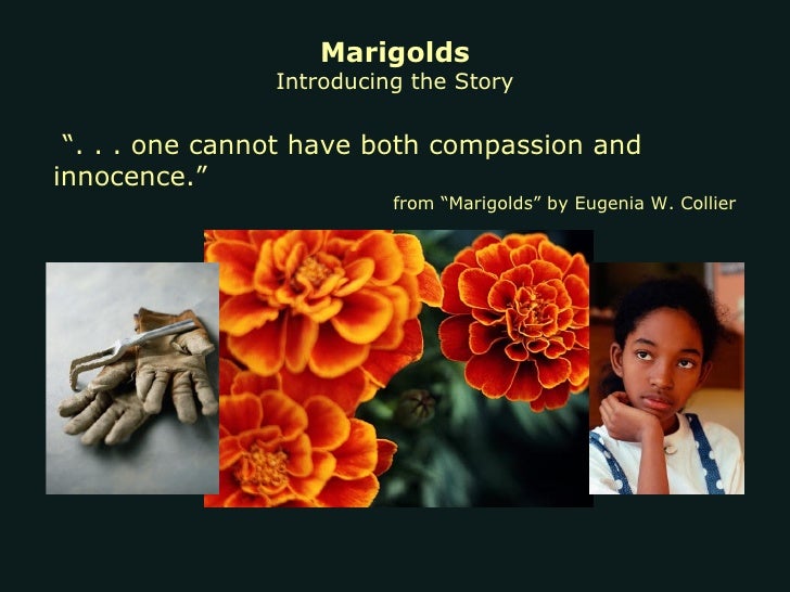 marigolds by elizabeth collier marigolds by elizabeth collier